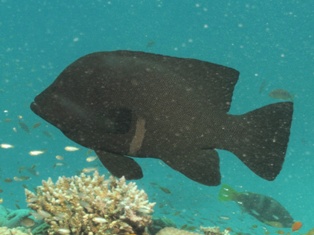 ethaloperca Rogaa